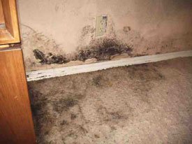 mold